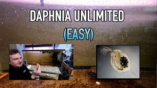 How I Raise Daphnia Water Fleas And You Can Too [upl. by Hsiri]