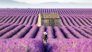 Lavender Fields of the Provence France 4K Stock [upl. by Yllop]