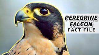 Peregrine Falcon Facts the FASTEST bird  Animal Fact Files [upl. by Hulton]