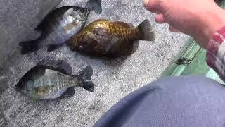 catching bream and warmouth winter fishing on black river [upl. by Aninad]