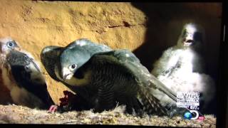 A Peregrine Falcon  Protecting Her Nest [upl. by Caprice]