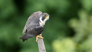 Peregrine Falcon calling  NJ [upl. by Brinna]