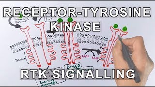 Receptor Tyrosine Kinase  RTK Signalling [upl. by Turtle]