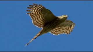 Sparrowhawk Bird Call Bird Song [upl. by Murage417]