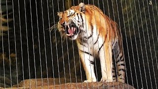 Siberian Tiger Roars at Lincoln Park Zoo [upl. by Esille]