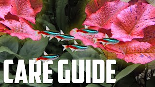 How to Care for Tiger Lotus  Easy Red Plant for Aquariums [upl. by O'Meara431]