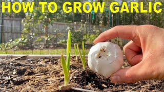 How To Grow GARLIC COMPLETE GUIDE [upl. by Oran370]