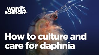 Caring and Culturing for Daphnia [upl. by Ajin]