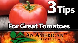 3 Fantastic Tips For Growing Great Tomatoes [upl. by Thane968]