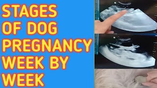 Stages Of A Dogs Pregnancy Week By Week  Reine O [upl. by Bertilla825]