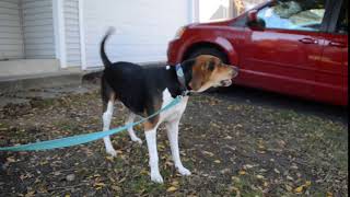 Treeing Walker Coonhound Barking [upl. by Einnok931]