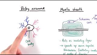 A2 Biology  Neurones OCR A Chapter 132 [upl. by Atikehs]