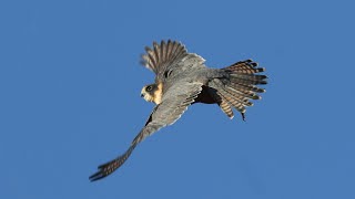 Falcons in the wild of Australia  Hobby Grey Falcon [upl. by Anidualc265]