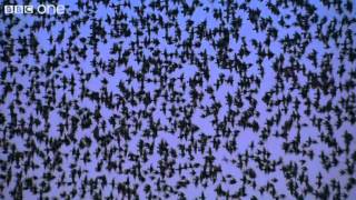 Peregrine Falcon Hunts Starlings in Rome Narrated by David Tennant  Earthflight  BBC [upl. by Uthrop]