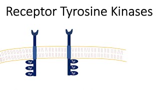 Receptor Tyrosine Kinases  RTK [upl. by Kavanagh131]