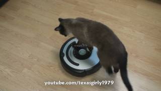 Cat shows HOW TO use iRobot Roomba Vacuum [upl. by Eolande]