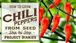 ★ How to Grow Chili Peppers from Seed A Complete Step by Step Guide [upl. by Ahern765]