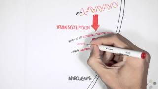 Transcription and Translation Overview [upl. by Luas]