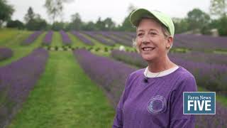 Indigo Lavender Farm continues to grow [upl. by Rosetta800]