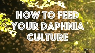 How To Feed Your Daphnia Culture [upl. by Divad]