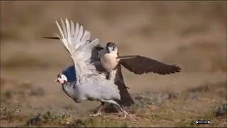 FALCON HUNTING COMPILATION [upl. by Feliks]