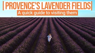 A quick guide to visiting Provences blooming lavender fields [upl. by Shara]