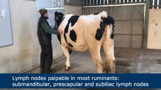 Lymph node palpation in ruminants [upl. by Amaris]