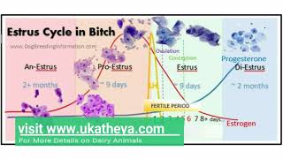 Estrus Cycle in Dogs  Comparing Dog and Cattle Estrus Cycles  Prof UK Atheya  English Lecture [upl. by Nerhe]