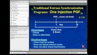 Estrus Synchronization in Heifers and Cows [upl. by Creigh]