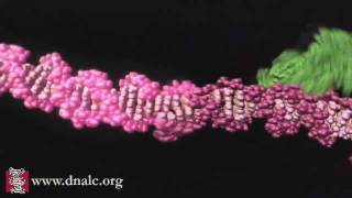 Mechanism of Recombination [upl. by Lory132]