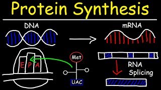 Transcription and Translation  Protein Synthesis From DNA  Biology [upl. by Emmie]