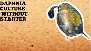 HOW TO CULTURE DAPHNIA NATURALLY WITHOUT A STARTER [upl. by Heid177]