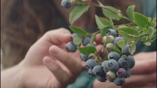 Driscoll’s Blueberries  Pursuit of Flavor [upl. by Picker]