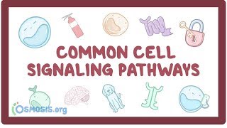 Common cell signaling pathway [upl. by Kyl188]