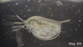 Daphnia magna under the Microscope [upl. by Nomelihp177]