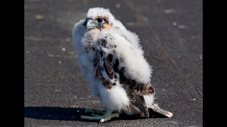 Peregrine falcon chick unexpectedly takes maiden flight [upl. by Sukram363]