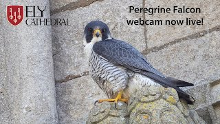 Ely Cathedral Peregrine Falcon webcam now live [upl. by Innoj]