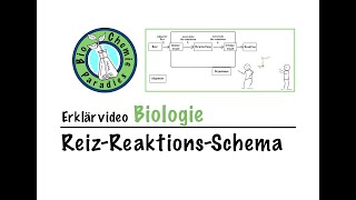 Erklärvideo Biologie – ReizReaktionsSchema [upl. by Aikehs]