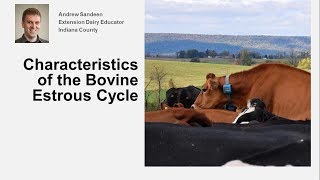 Characteristics of the Bovine Estrous Cycle [upl. by Fitzgerald]