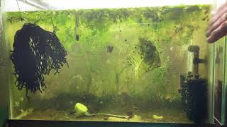 Scuds Daphnia Cherry Shrimp Copepods My aquatic food culture [upl. by Giddings338]