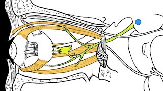 Brainstem Motor nuclei [upl. by Kcirdla]