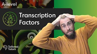 Transcription Factors  A Level Biology Revision  AQA [upl. by Atteuqehs715]