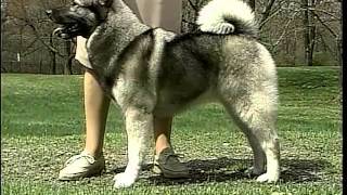 Norwegian Elkhound  AKC Dog Breed Series [upl. by Didier]