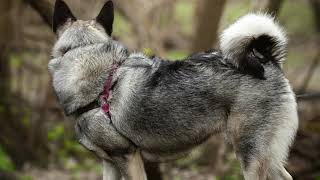 Norwegian Elkhound dog  Profile care health training [upl. by Ulane578]