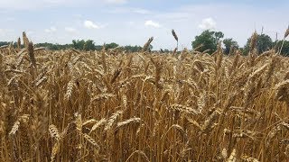 processing wheat into flour [upl. by Lierbag]