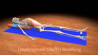 Diaphragmatic Belly Breathing [upl. by Llerot925]