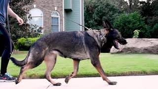 Analysis of 3 Dogs Gaits – Walk Trot Transverse Gallop [upl. by Nosydam554]