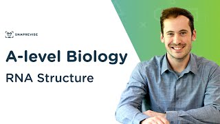 RNA Structure  Alevel Biology  OCR AQA Edexcel [upl. by Modeerf119]