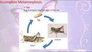 Grasshopper Life Cycle [upl. by Ahkihs472]