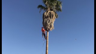 TALL PALM TREE GETS DROPPED IN ONE CUT DANGEROUS 50ftTRIMMING PALMSApodando Palmaspalmeras [upl. by Odele]